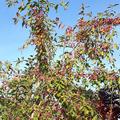 Tolles heimisches Wildgeh�lz.