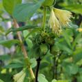 Bl�te und unreife Fr�chte der Sorte Aurora im Mai