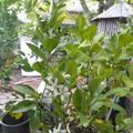 Calamondin
