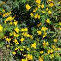 Cassia corymbosa bl�ht vom Fr�hjahr bis zum Frost ohne Ende und ist sehr w�chsig, eine meiner Traumpflanze