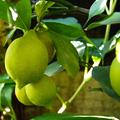 Viele Fr�chte tr�gt Citrus (Citrofortunella) lemon in unterschiedlichen Gr��en