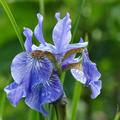 Ein wundersch�nes Blau im Garten, nach der ersten Bl�te kommt nach einem R�ckschnitt noch eine zweite Bl�te