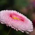 Bellis bezaubern immer 