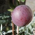 Leckerer Apfel