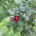 Ich bin begeistert von der Sch�nheit dieser Rose, die heuer sogar Anfang Oktober Bl�ten entwickelt 