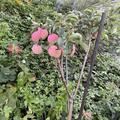 Apfelbaum Maloni mit viel Fr�chten