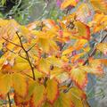 Hamamelis mit zauberhafter Herbstf�rbung 