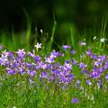 Ackerglockenblume mit strahlenden Bl�ten