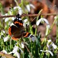 Schneegl�ckchen