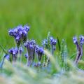 Phacelia