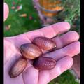 kleine und  dunkelrote Fr�chte