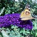 Sommerflieder
