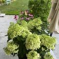 Hortensie, Rispenhortensie 'Bobo'�