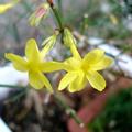 Winterjasmin