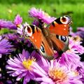 Aster dumosus 'Herbstgruss v. Bresserhof'