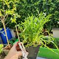 Hirschhornwegerich 'Erba Stella', Plantago coronopus 'Erba Stella'