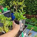 Stachys affinis, Stachys affinis 'Conito'� , Knollengem�se