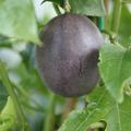 Eduli Edulis