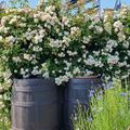Roseasy� Kletterr�slein Herzlich, Dauerbl�hende, robuste Strauchrose, Minikletterrose