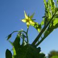 Bl�ten �ber Bl�ten produziert die Peruanische Wildtomate. Sie w�chst unglaublich schnell und �ppig!
