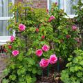 Gertrude Jekyll 