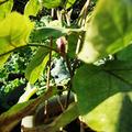 Sp�ter Fruchtansatz