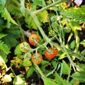 S�t sich selber aus