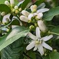 Bergamotte 'Fantastico', Citrus bergamia 'Fantastico'