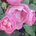 Kletterrose Raubritter