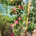 Im Oktober 2022 gepflanzt und im September 2023 sind 17 sch�ne �pfel zu bewundern 