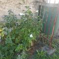 im Juni gepflanzt und bereits August-September wundersch�ne Bl�ten.