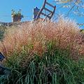 Miscanthus sinensis 'Dread Locks'