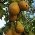 Unser Spalierb�umchen tr�gt regelm��ig und die Birne l�sst sich gut lagern!