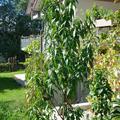 Aromapfirsich Veroma Pico. Hatte sehr viele Fr�chte, sensationeller Geschmack!