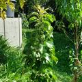 S�ulen-Birnbaum Pirini Myway
