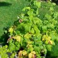 Zwerghimbeere Lowberry� Goodasgold
