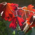 Die ersten herbstlich rotgef�rbten Bl�tter der Vierbeere funkeln im Sonnenlicht! (christina.kipfer@bluewin.ch)