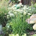 Allium Tuberosum