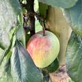S�ulenapfel Malini� Mannequin