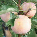 Equilibro, Apfel, S�ulenapfelbaum