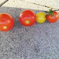 Freilandtomate Resibella (298-8) (Saatgut) BIO