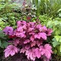 Heuchera 'Berry Smoothie' -S-