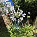 Agapanthus 'Twister'
