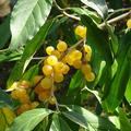 Die gelbe Pointilla bereichert das t�gliche M�sli!