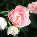 gef�llte Tulpen Angelique sehen fast wie Pfingstrosen aus
