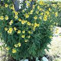 Helianthus microcephalus 'Lemon Queen'