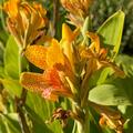 Blumenrohr