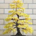Europ�ische L�rche ,  vor 40 Jahren als Jungpflanze zum Bonsai gestaltet , steht heute noch in meiner Terrasse.