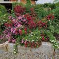 Rose Roseasy� Fontana di Trevi verwachsen mit Roseasy� Fontana Geysir und einer Weigelie