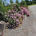Ein Bl�tenmeer